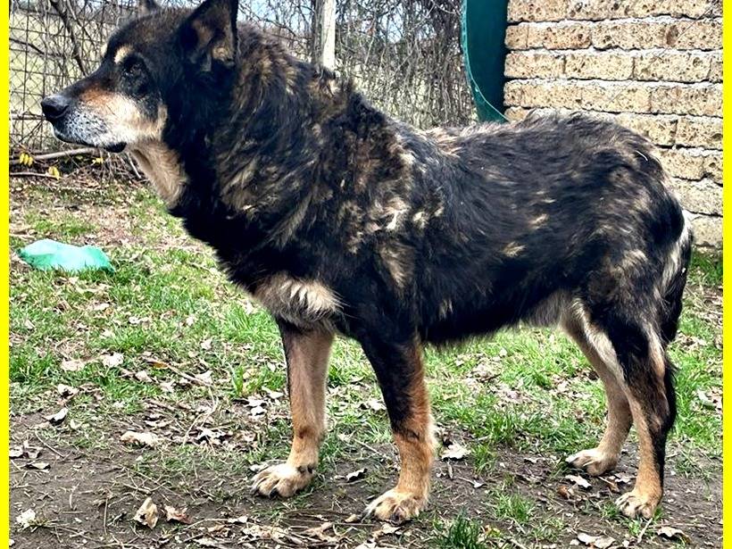 Adotta il cane BASSO a Roma