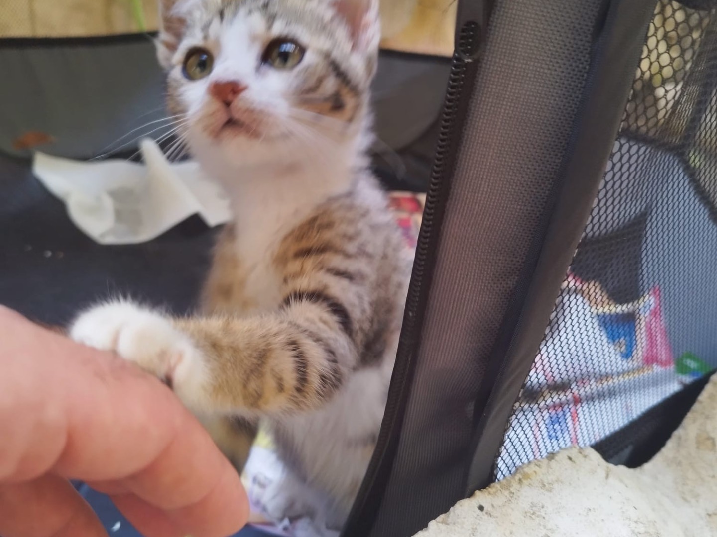 Adozione gatto, femmina, meticcio, 1 anno e 5 mesi, taglia non valida, Napoli
