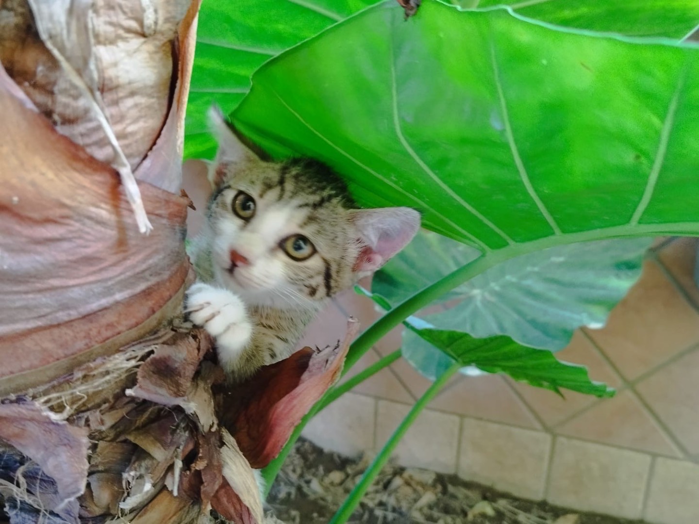Adotta un gatto, femmina, 1 anno e 5 mesi, Napoli