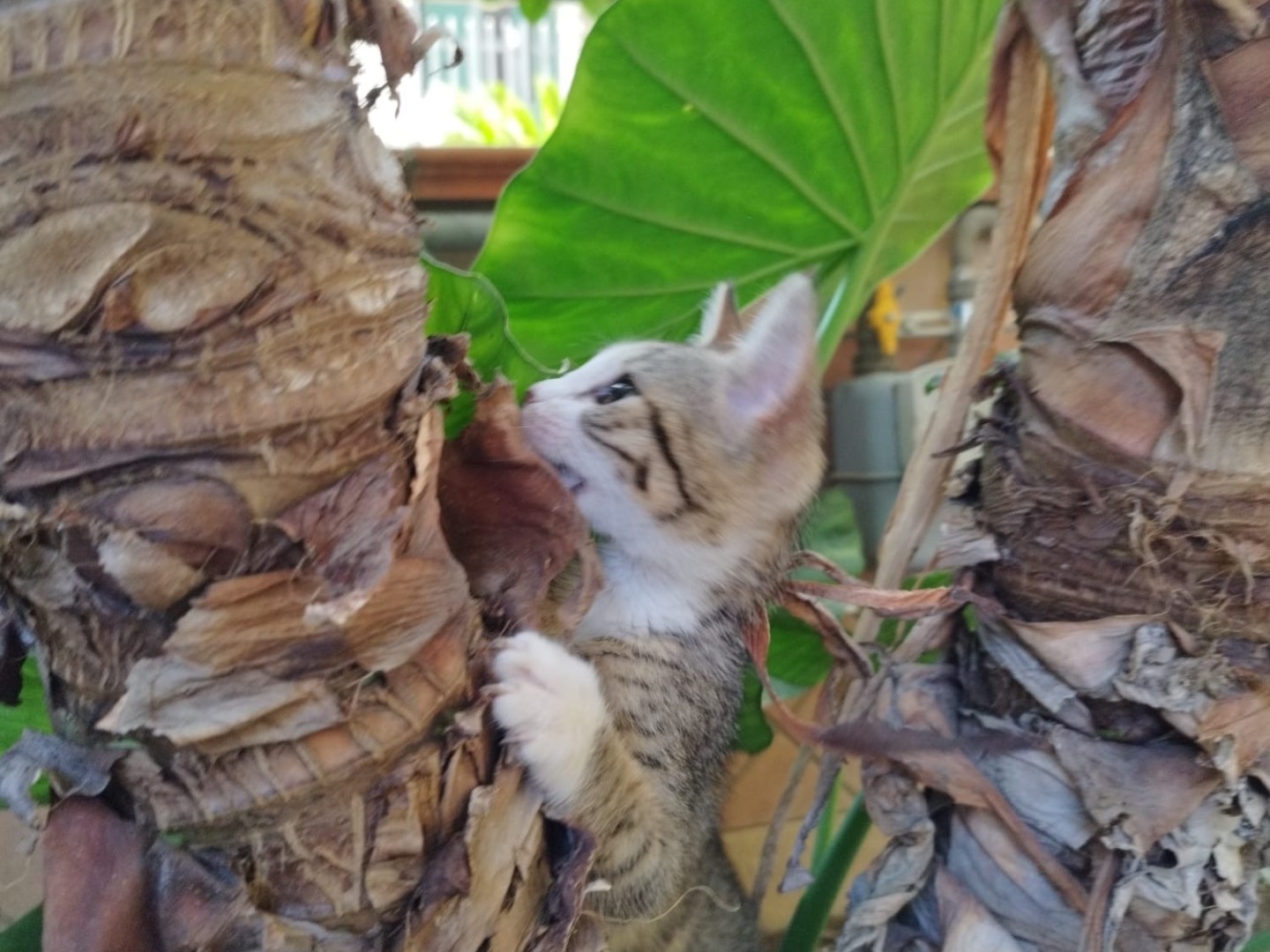 Adotta un gatto, taglia non valida, femmina, Napoli