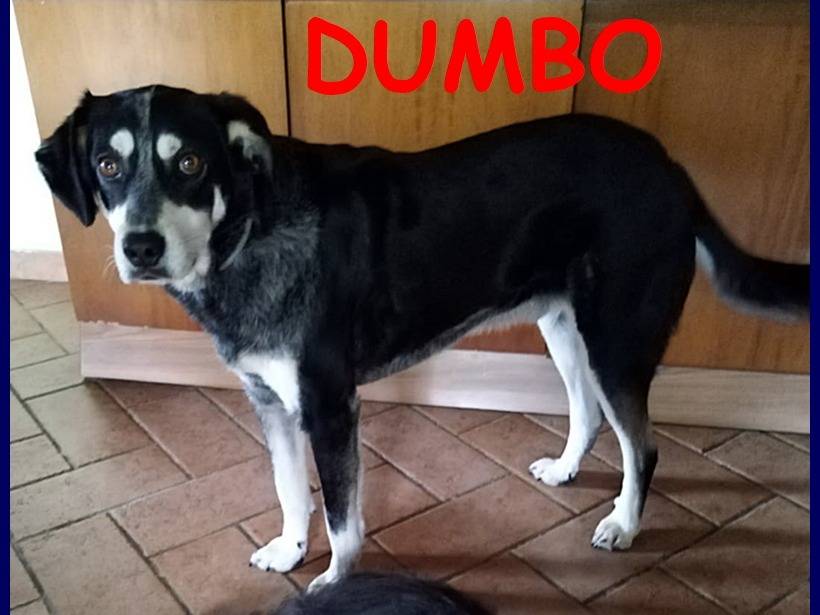 Foto dell'animale