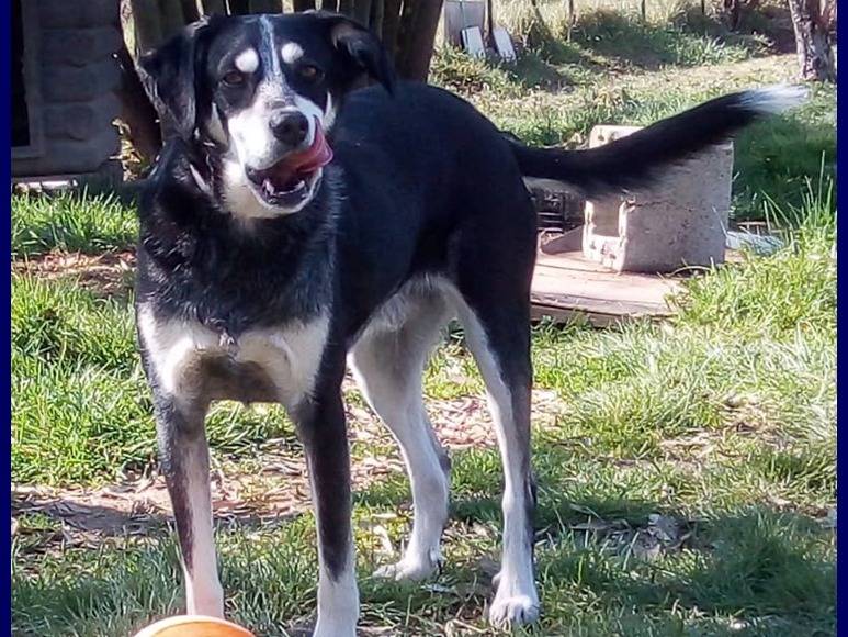 Adotta un cane, maschio, 5 anni  e 11 mesi , Roma