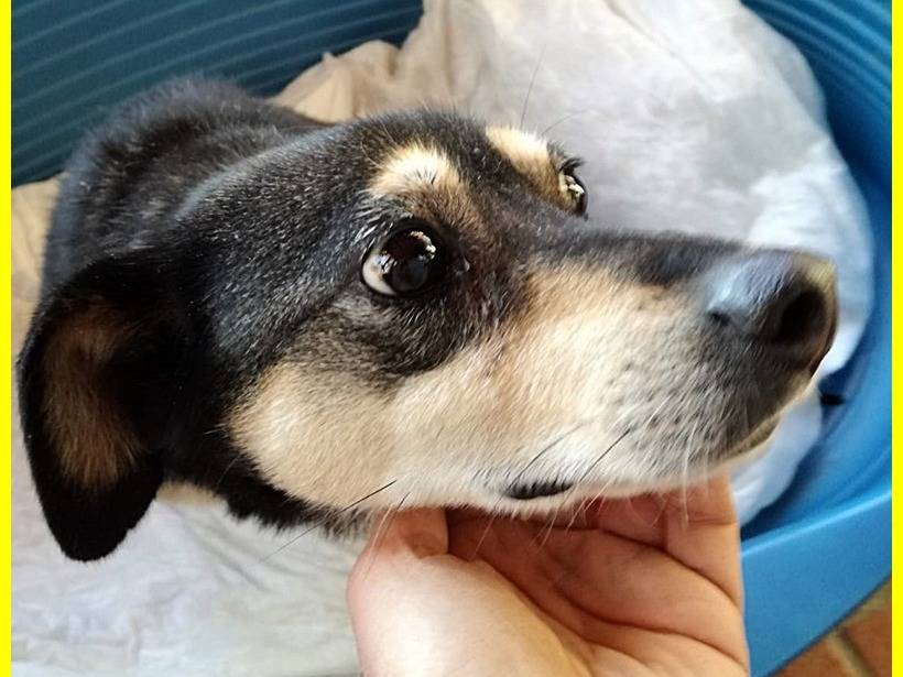 Vuoi adottare un cane a Roma?
