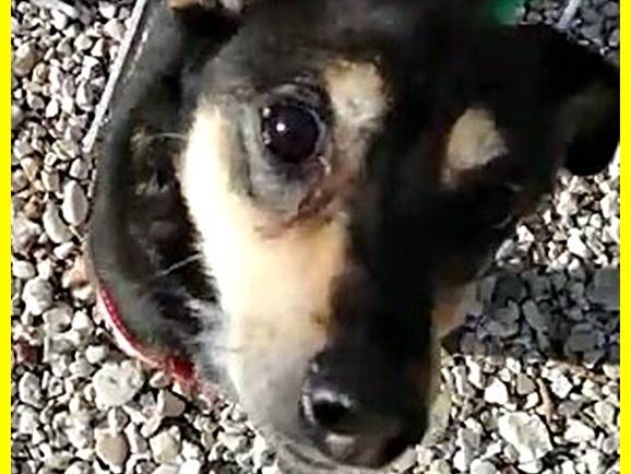 Adotta il cane RUDY a Roma