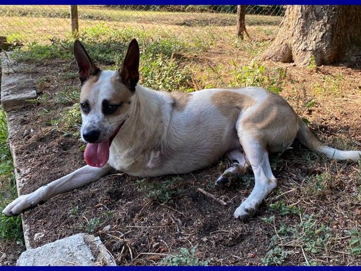 Adotta un cane, maschio, 9 anni  e 4 mesi , Perugia