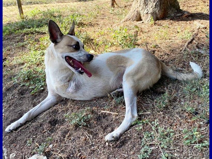 Adotta un cane, taglia media contenuta, maschio, Perugia