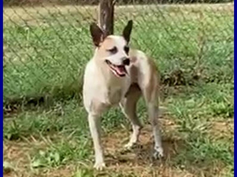 Vuoi adottare un cane a Perugia?
