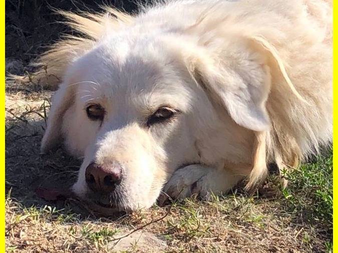 Adozione cane, femmina, Pastore maremmano, 10 anni  e 6 mesi , taglia gigante, Roma
