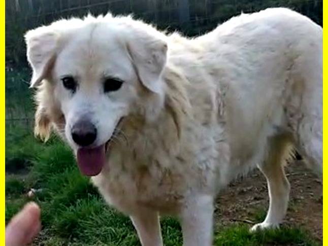Adotta un cane, femmina, 10 anni  e 6 mesi , Roma