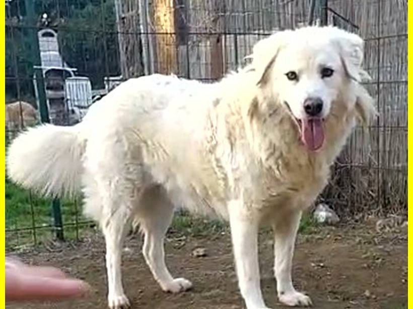 Vuoi adottare un cane a Roma?