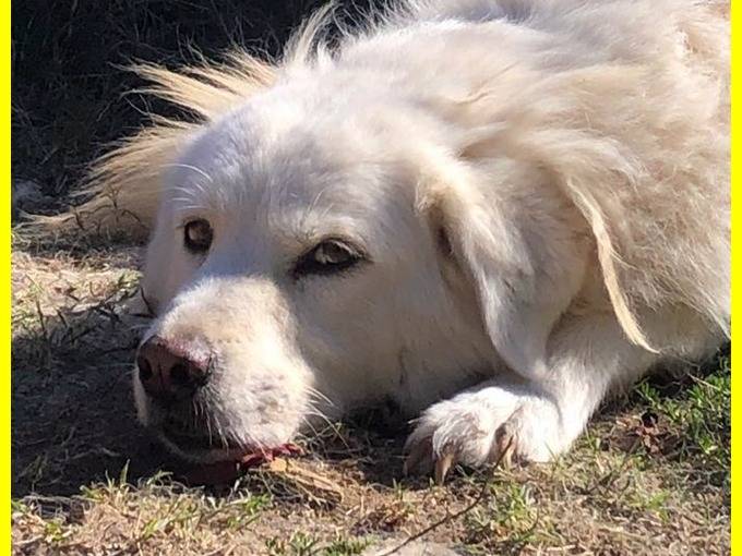 Adotta il cane SASA a Roma