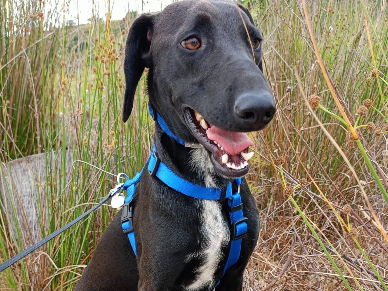 Adozione cane, maschio, Razza sconosciuta Razza sconosciuta, 2 anni e 7 mesi, taglia media, Cosenza