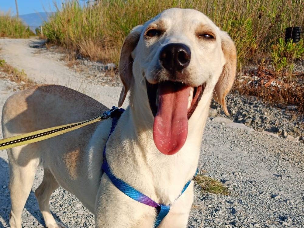 Adozione cane, femmina, Razza sconosciuta Razza sconosciuta, 2 anni e 4 mesi, taglia media contenuta, Cosenza