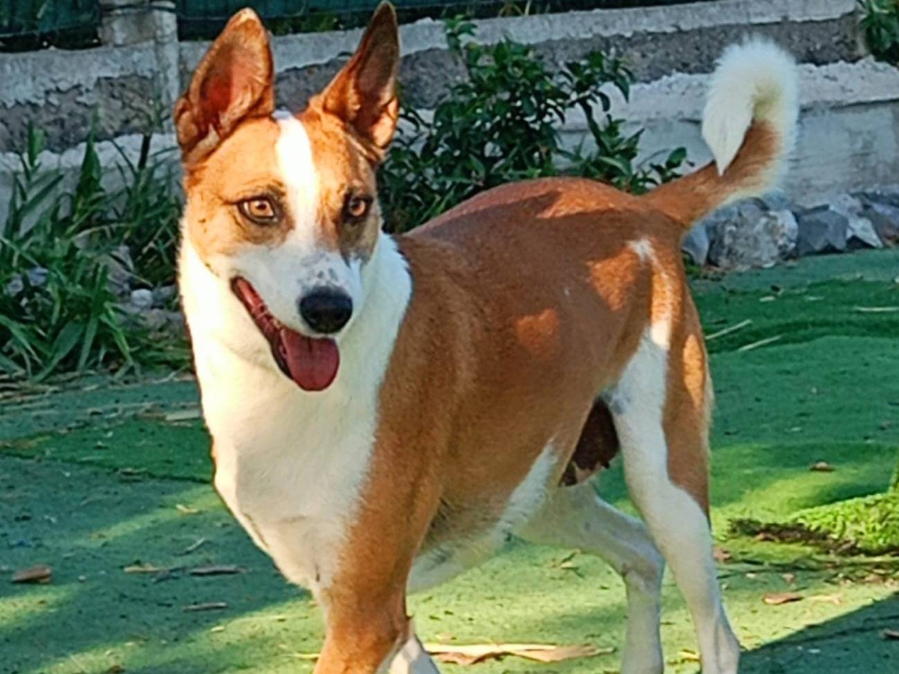 Adozione cane, femmina, Razza sconosciuta Razza sconosciuta, 7 anni e 11 mesi, taglia media contenuta, Cosenza