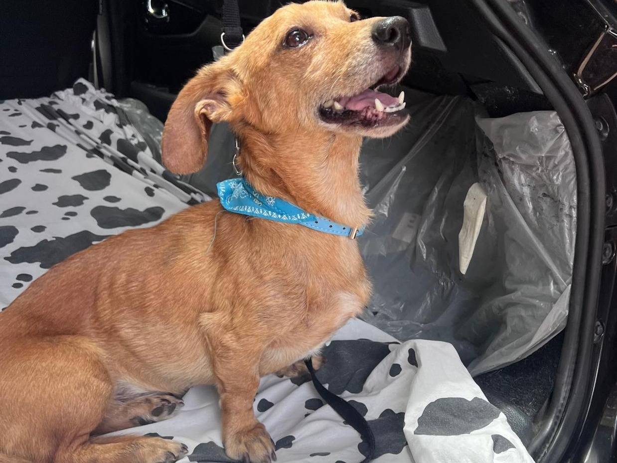 Adozione cane, maschio, meticcio, 6 anni e 9 mesi, taglia piccola, Cosenza