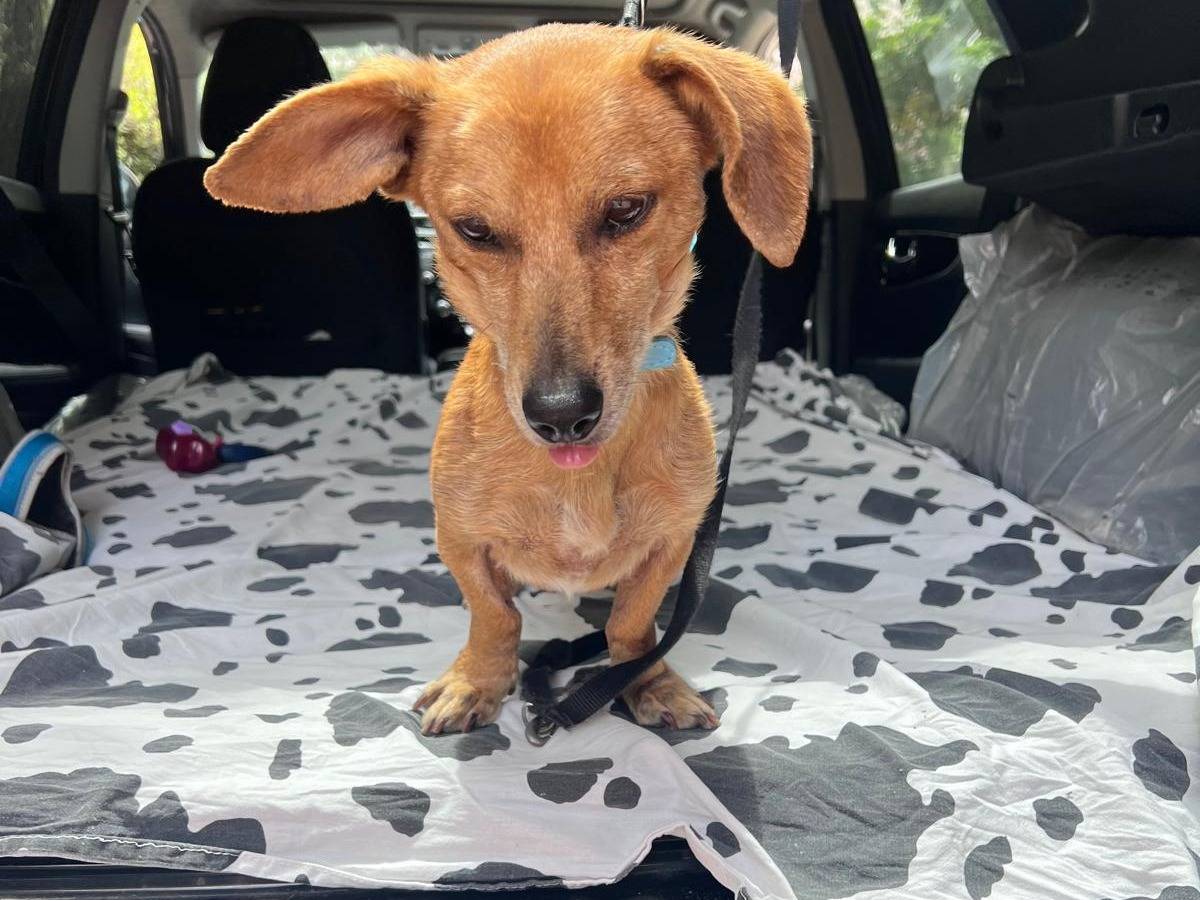 Adotta un cane, maschio, 6 anni e 9 mesi, Cosenza