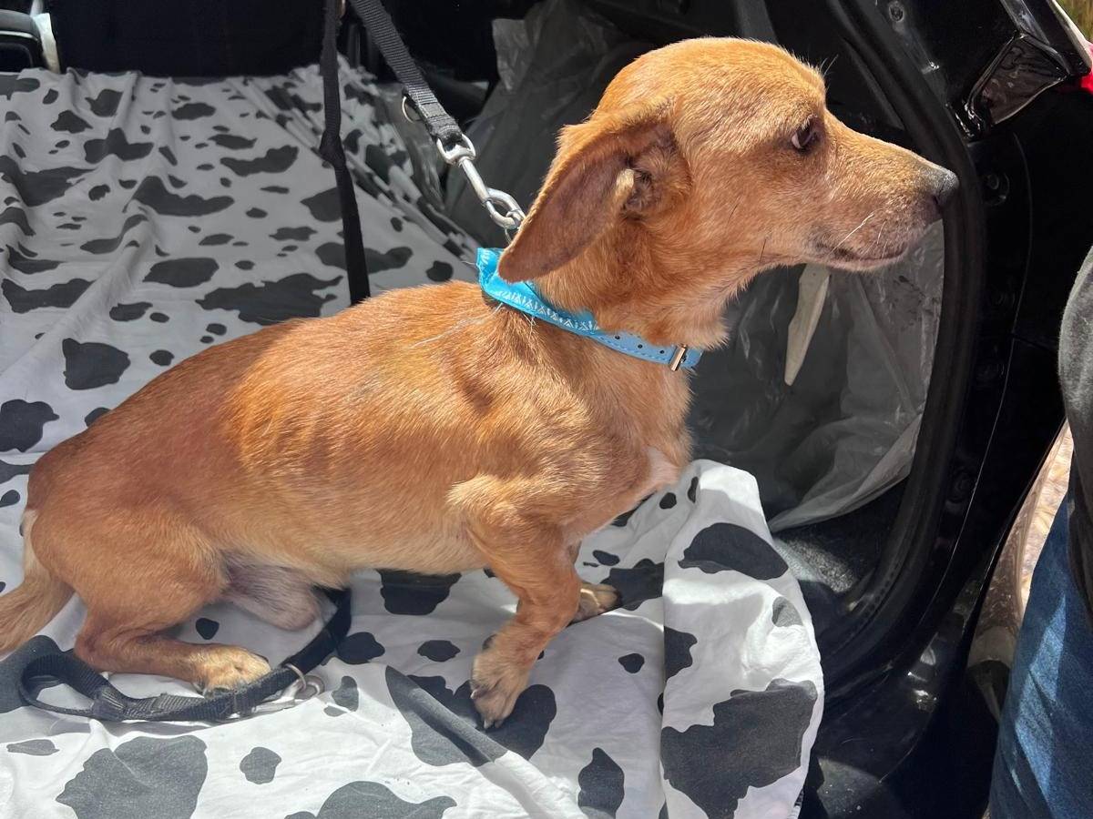 Adotta un cane, taglia piccola, maschio, Cosenza