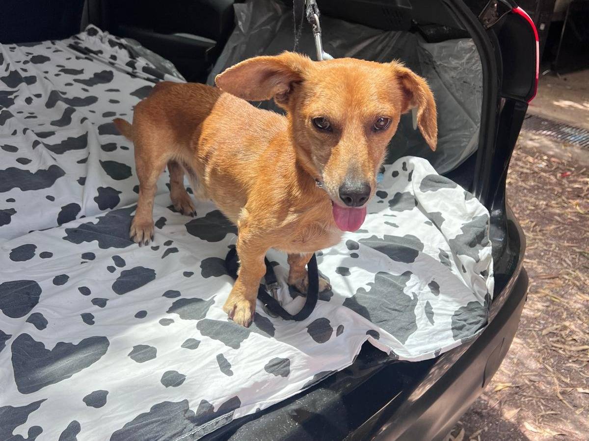 Vuoi adottare un cane a Cosenza?