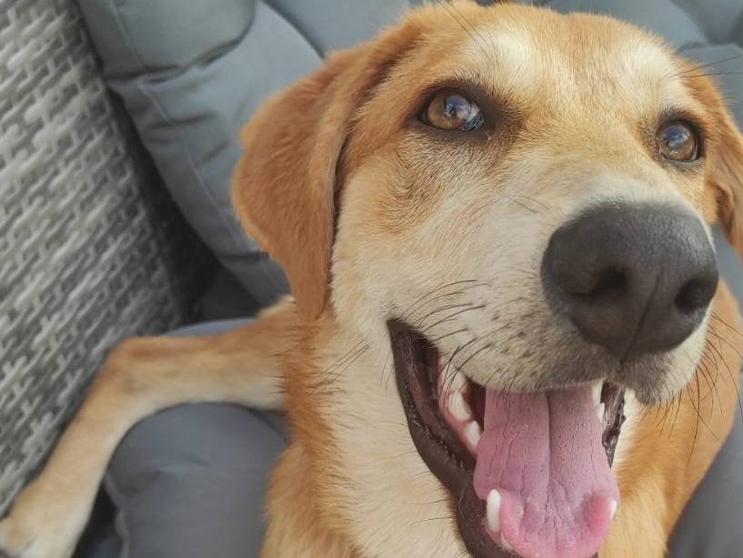 Adotta un cane, maschio, 2 anni e 3 mesi, Cosenza