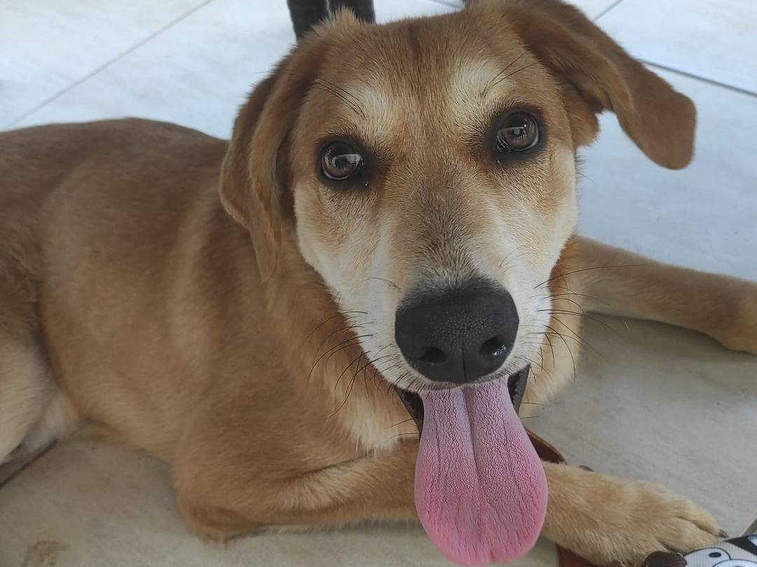 Adotta un cane, taglia media, maschio, Cosenza