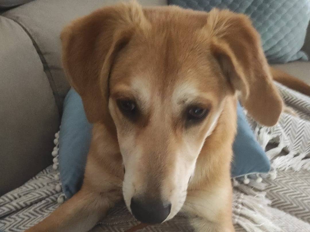 Vuoi adottare un cane a Cosenza?