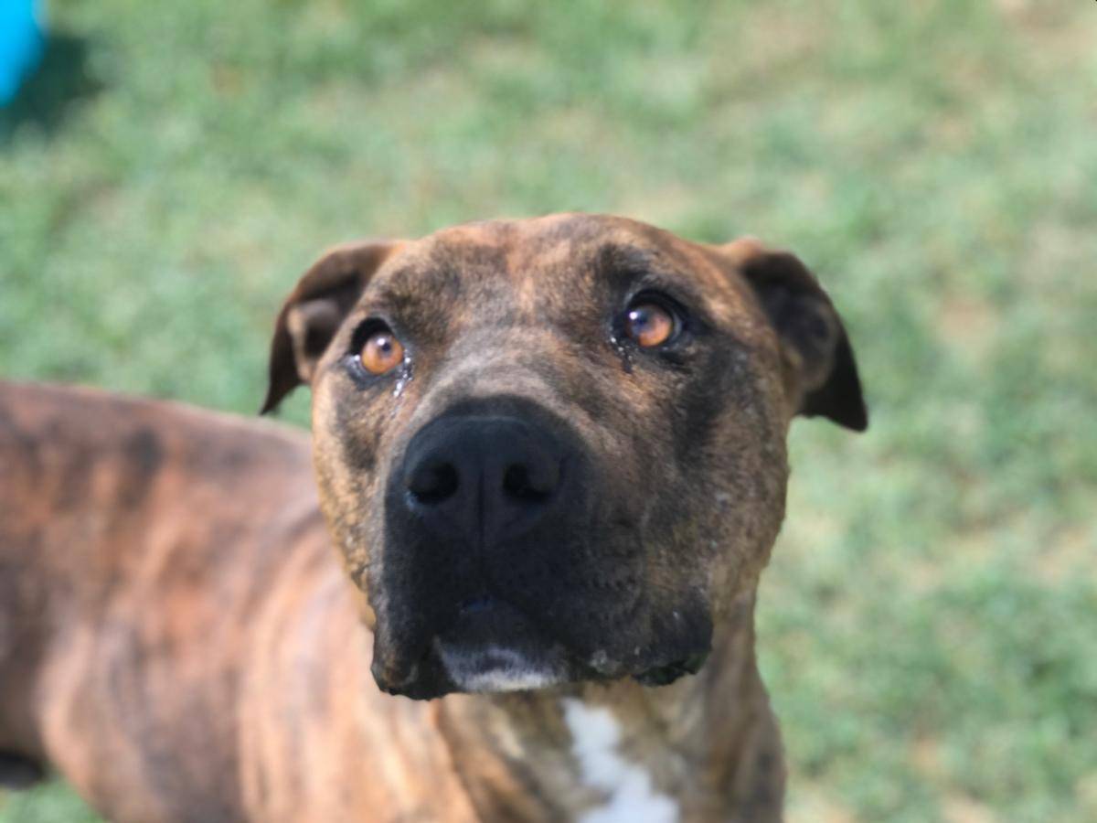 Adotta un cane, maschio, 4 anni  e 11 mesi , Latina