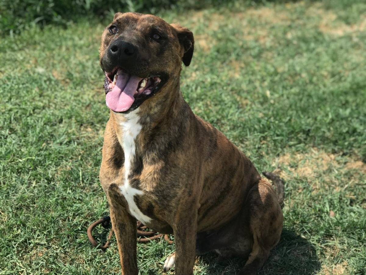 Adotta un cane, taglia grande, maschio, Latina