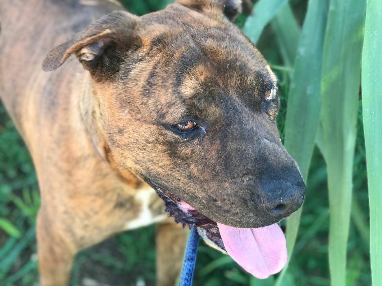 Adotta il cane Massi a Latina