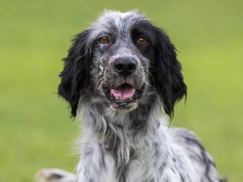 Adozione cane, femmina, Setter Inglese, 5 anni e 7 mesi, taglia media contenuta, Milano