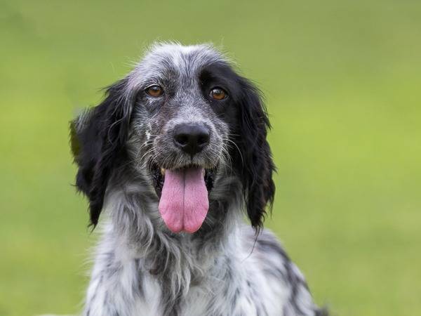 Adotta un cane, femmina, 5 anni e 7 mesi, Milano