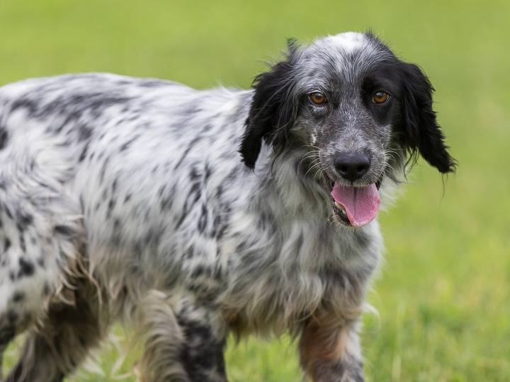 Adotta un cane, taglia media contenuta, femmina, Milano