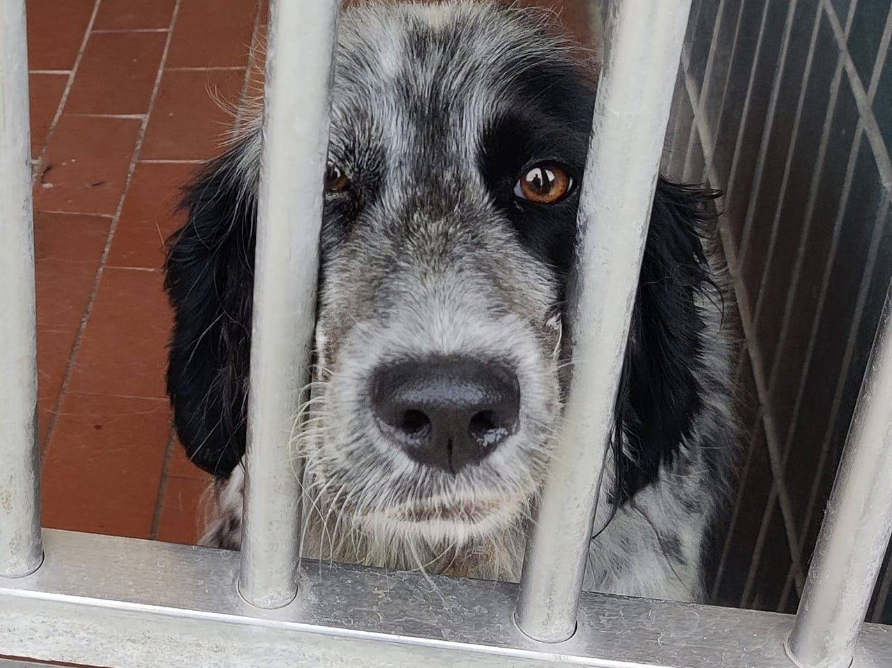 Vuoi adottare un cane a Milano?