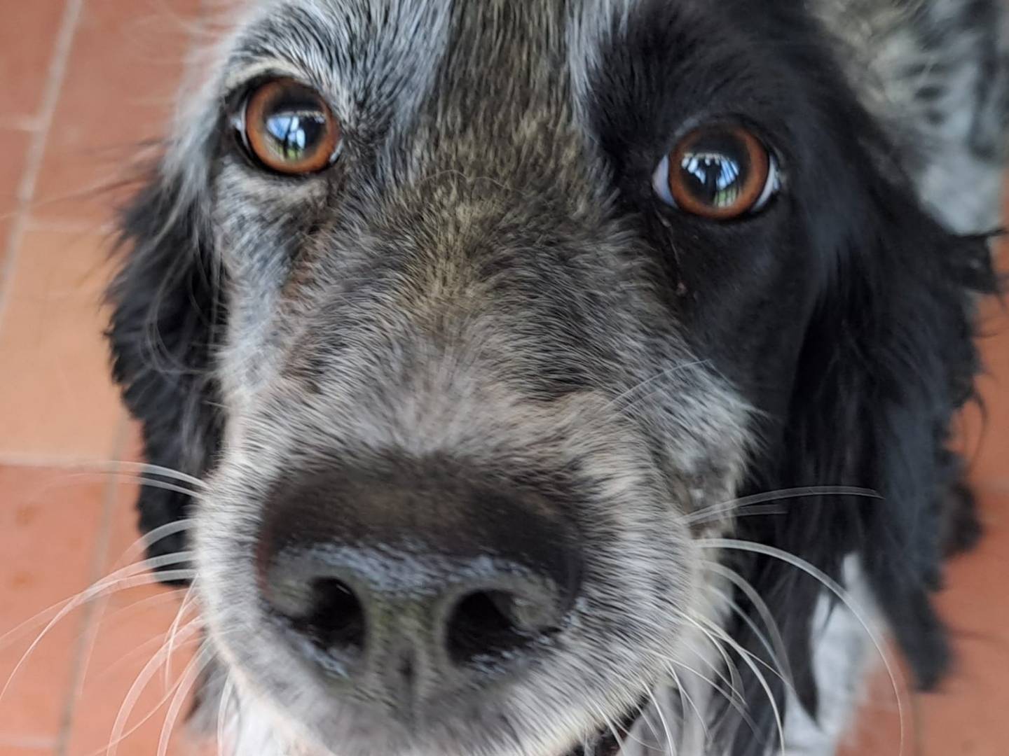 Adotta il cane Maya a Milano