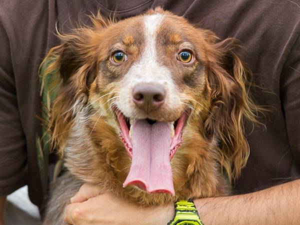 Vuoi adottare un cane a Milano?