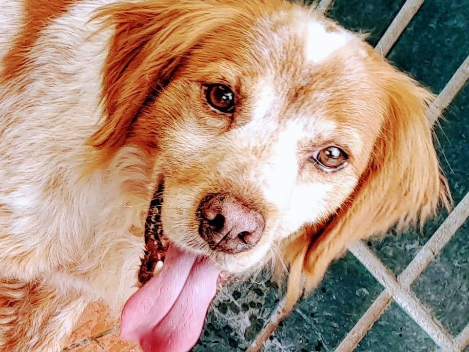Adozione cane, maschio, Breton, 8 anni e 7 mesi, taglia media contenuta, Milano