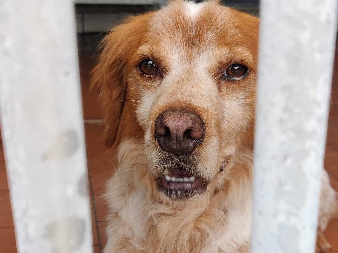 Adotta un cane, maschio, 8 anni e 7 mesi, Milano