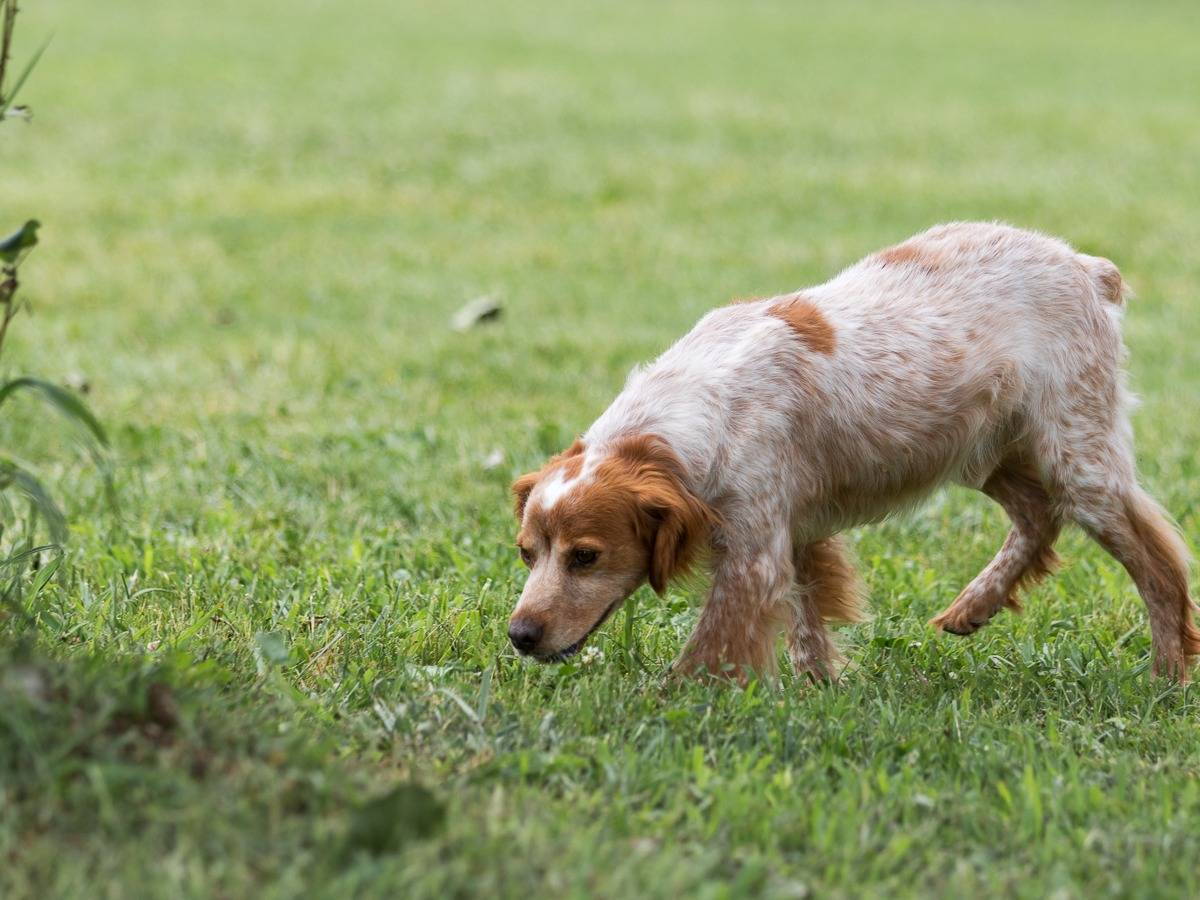 Vuoi adottare un cane a Milano?
