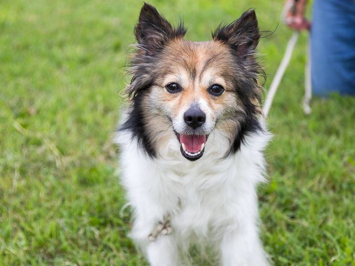 Adozione cane, femmina, Razza sconosciuta, 5 anni e 7 mesi, taglia piccola, Milano