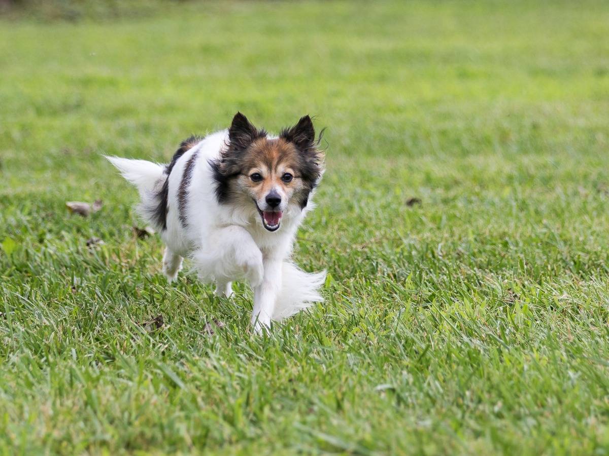 Vuoi adottare un cane a Milano?