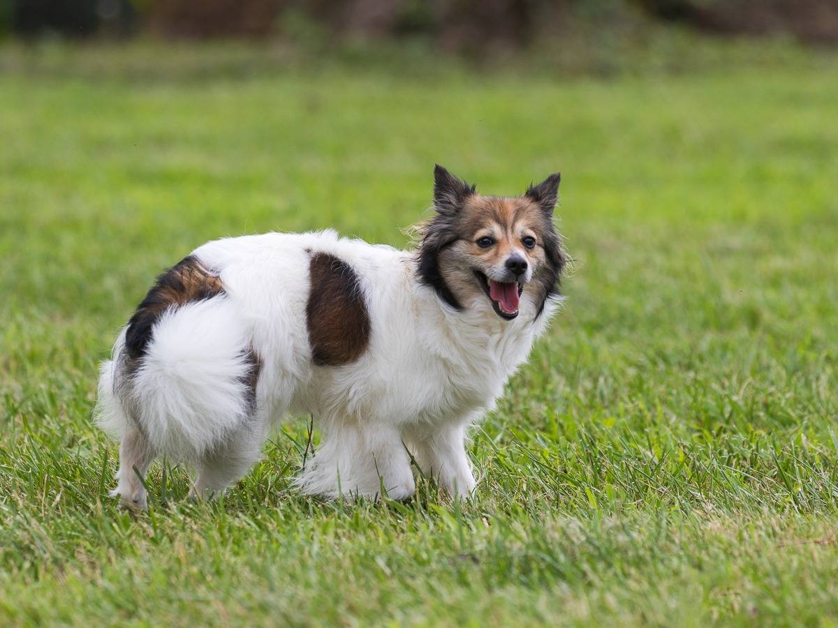 Adotta il cane Mia a Milano