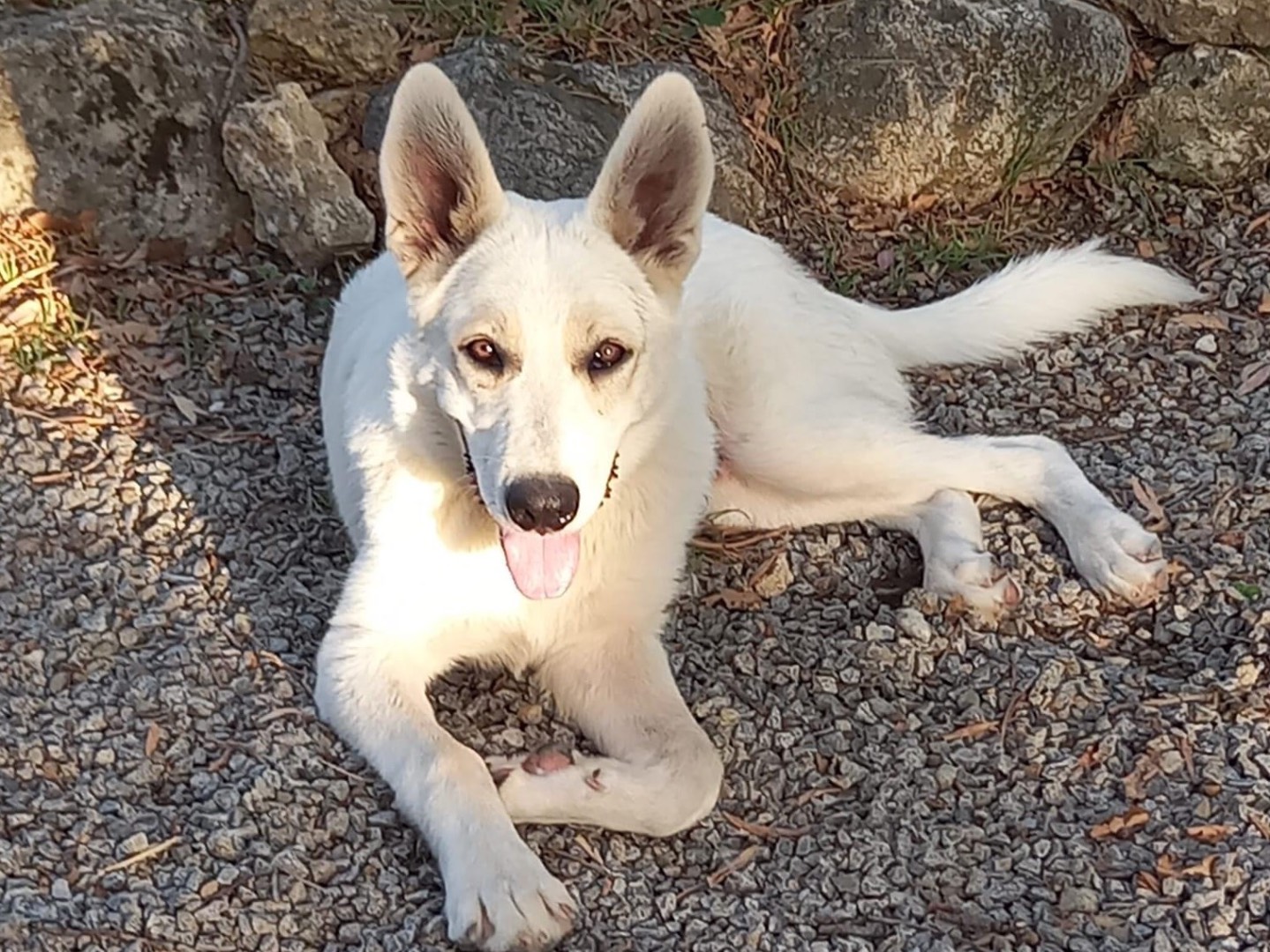 Adotta un cane, taglia grande, maschio, Catanzaro