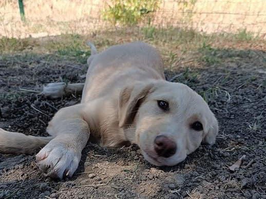 Adotta un cane, maschio, 1 anno e 4 mesi , Catanzaro
