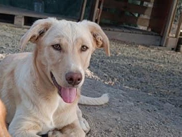 Adotta un cane, taglia media, maschio, Catanzaro