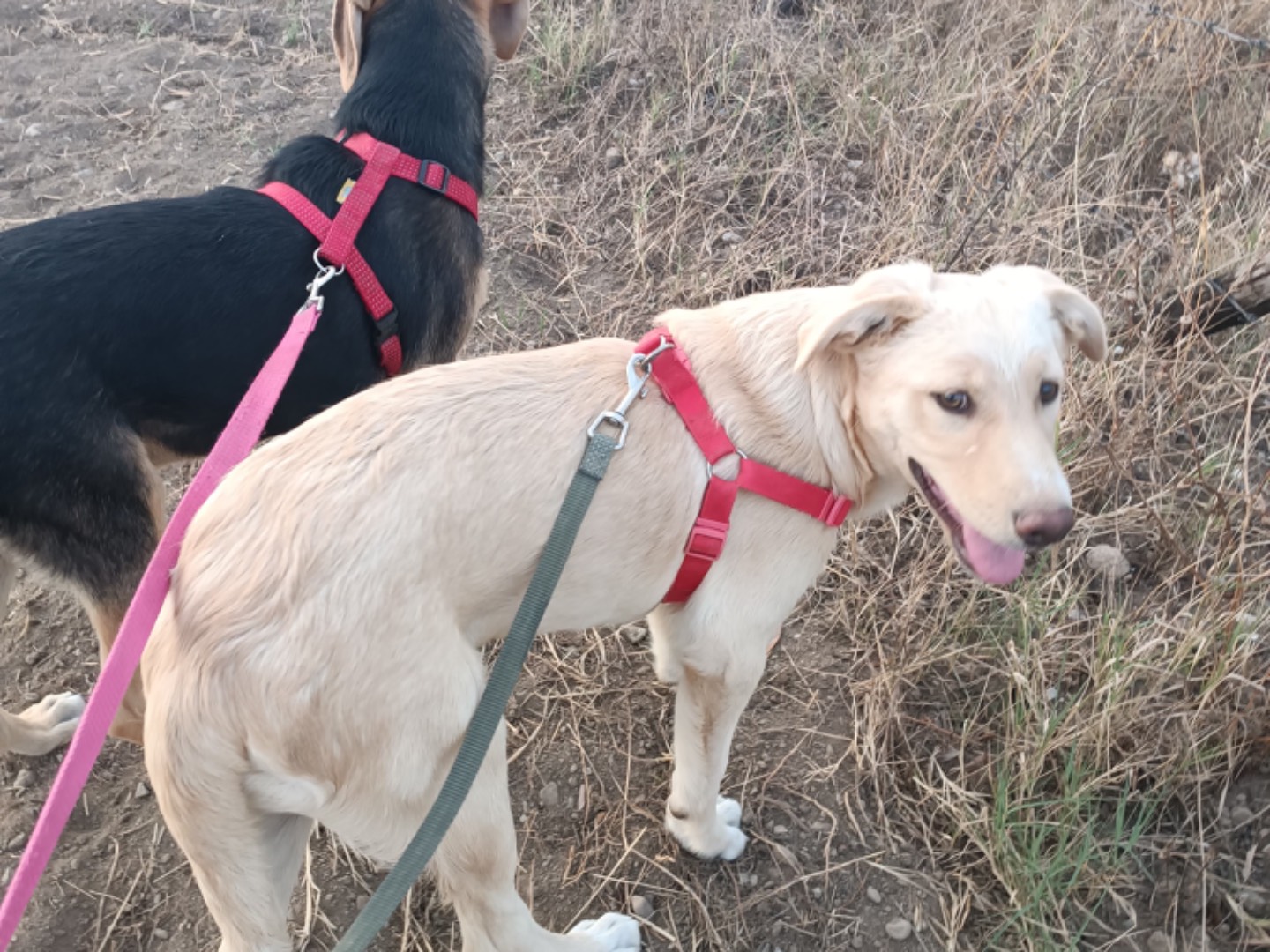 Vuoi adottare un cane a Catanzaro?
