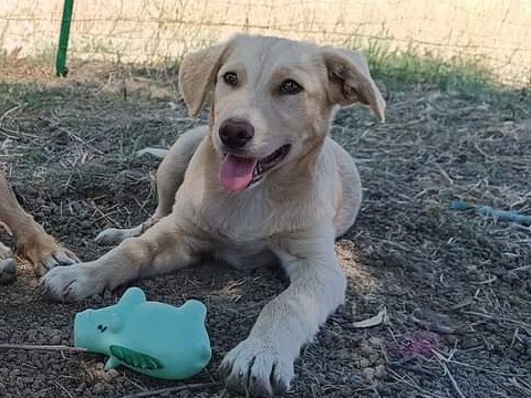 Adotta il cane Gaspare a Catanzaro
