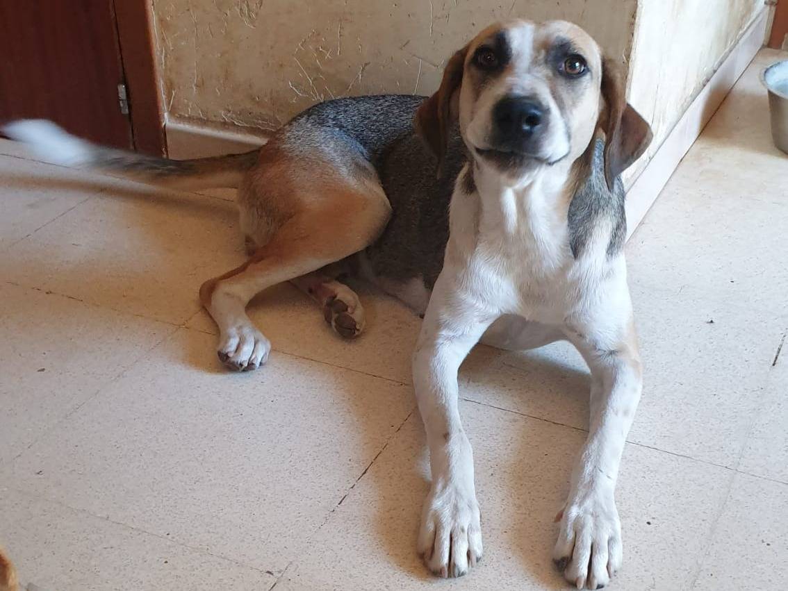 Adotta un cane, taglia media, femmina, Catania