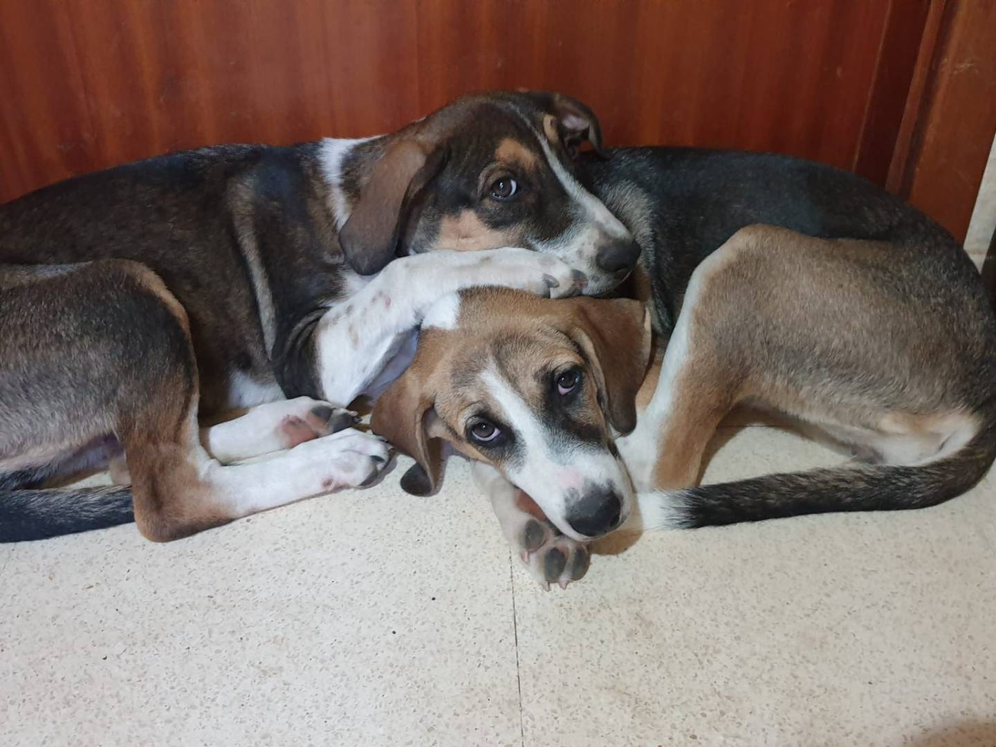 Vuoi adottare un cane a Catania?