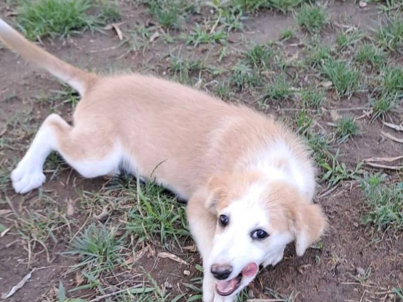 Adotta un cane, taglia media, femmina, Crotone