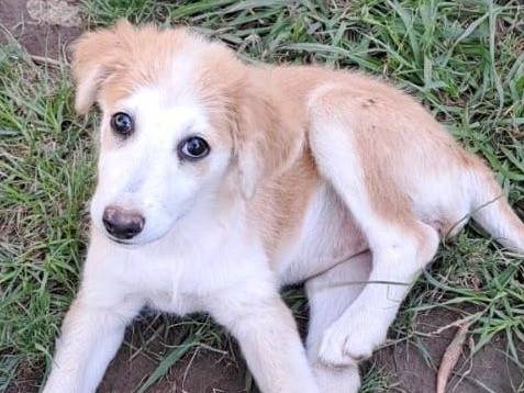 Vuoi adottare un cane a Crotone?