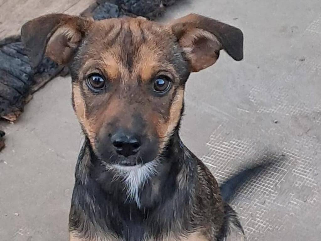 Adozione cane, femmina, meticcio, 1 anno e 7 mesi, taglia media contenuta, Crotone